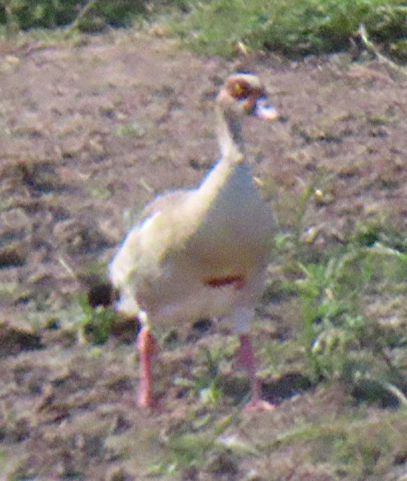 Egyptian Goose - ML659230676