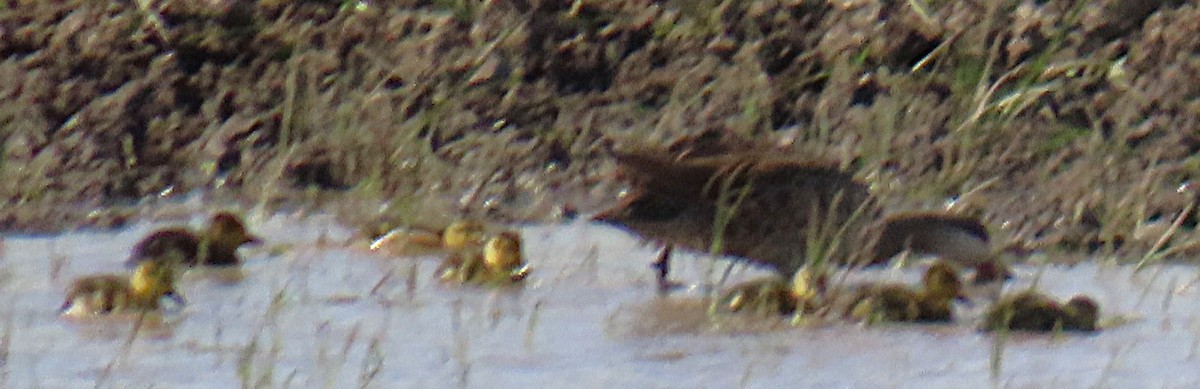 Red-billed Duck - ML659230681