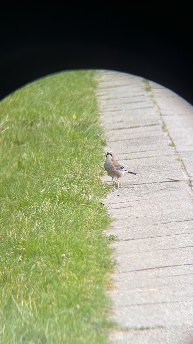 Eurasian Jay - ML659230745