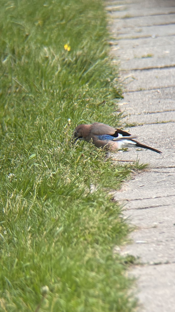 Eurasian Jay - ML659230746