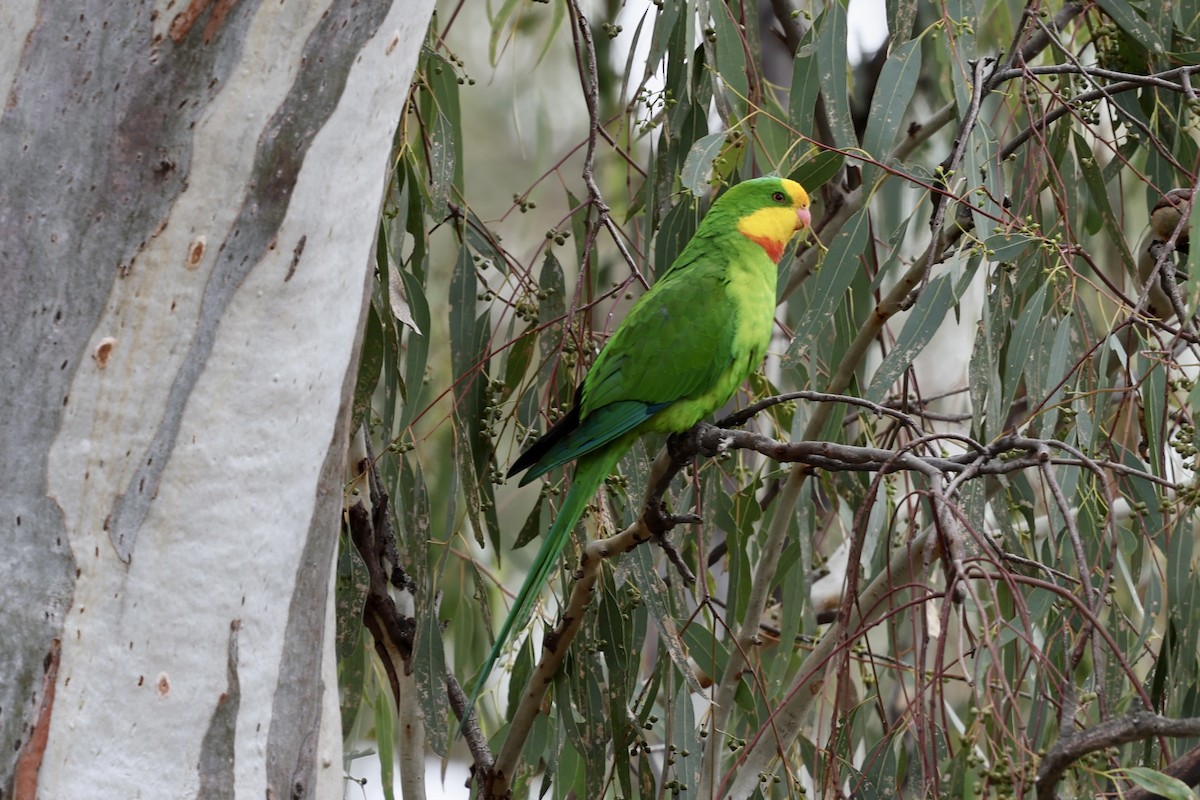Superb Parrot - ML659230747