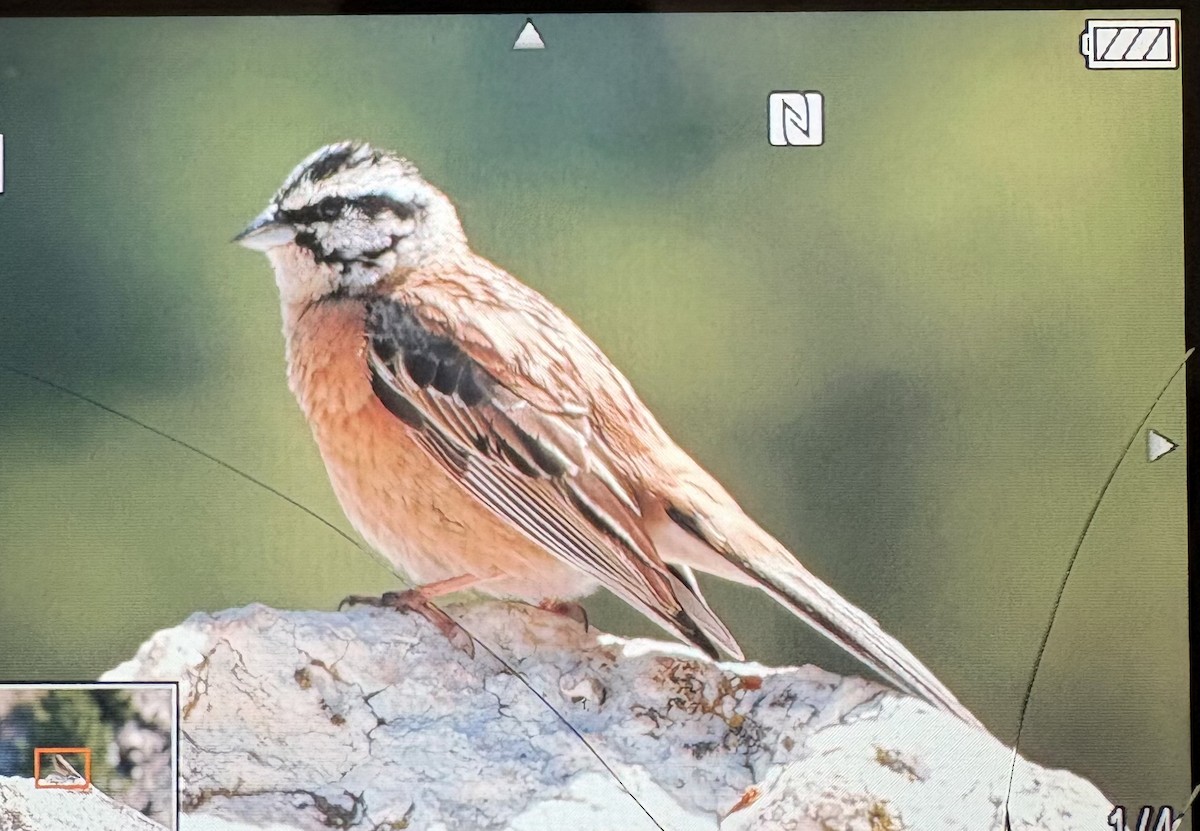 Rock Bunting - ML659230748