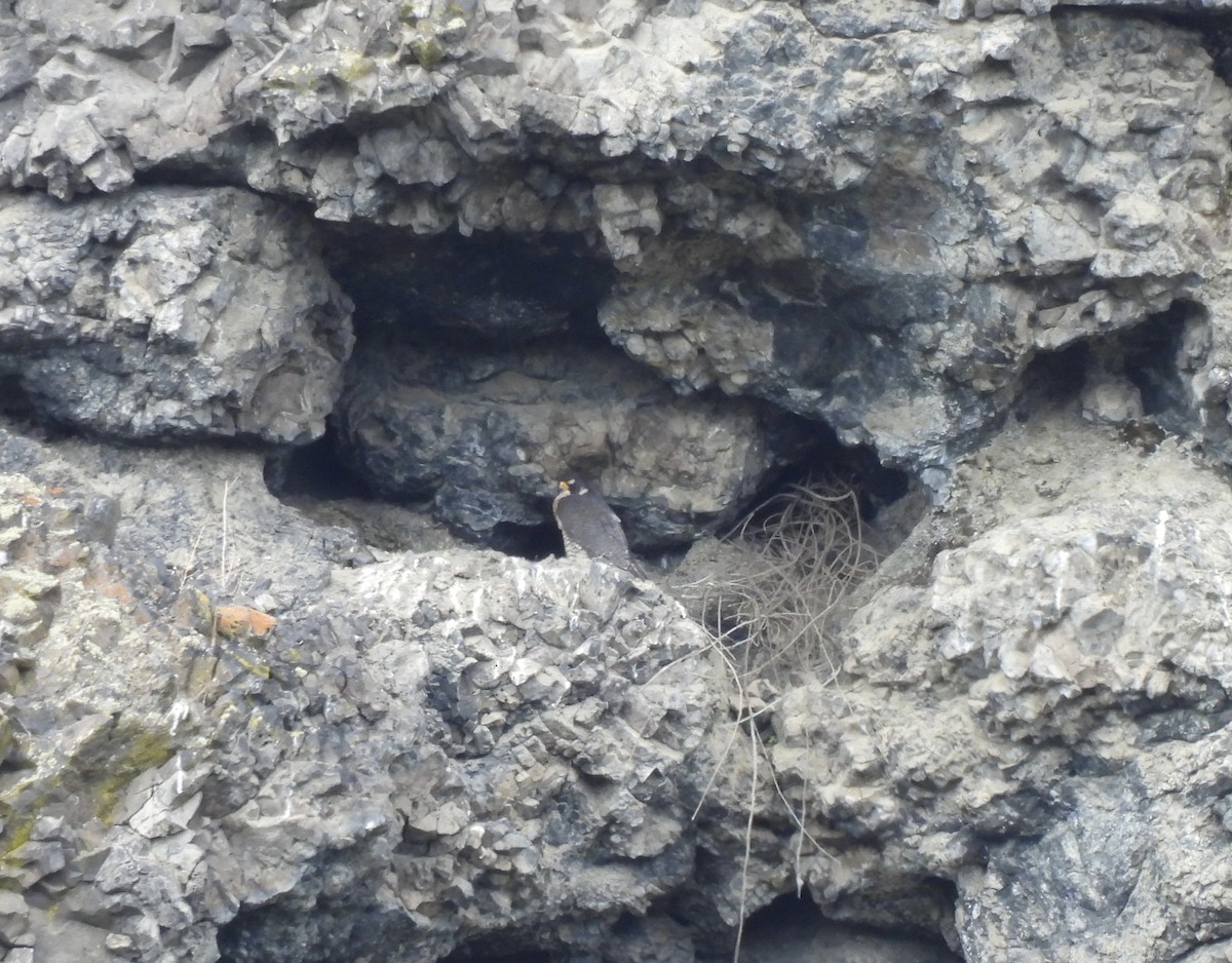 Peregrine Falcon - ML659230749