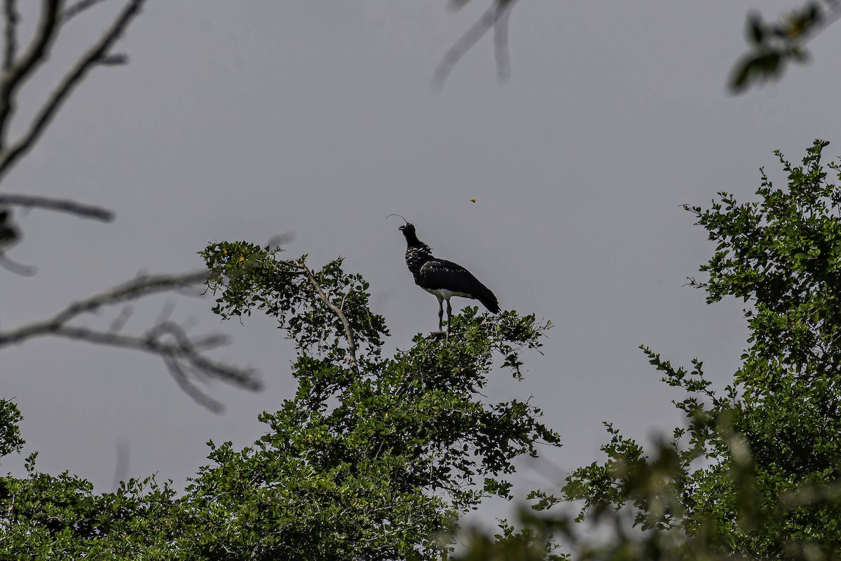 Horned Screamer - ML659230750
