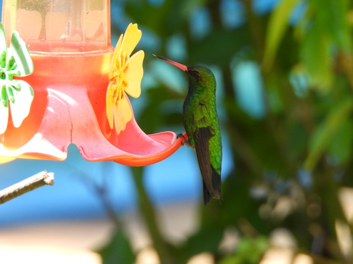 Glittering-bellied Emerald - ML659230751