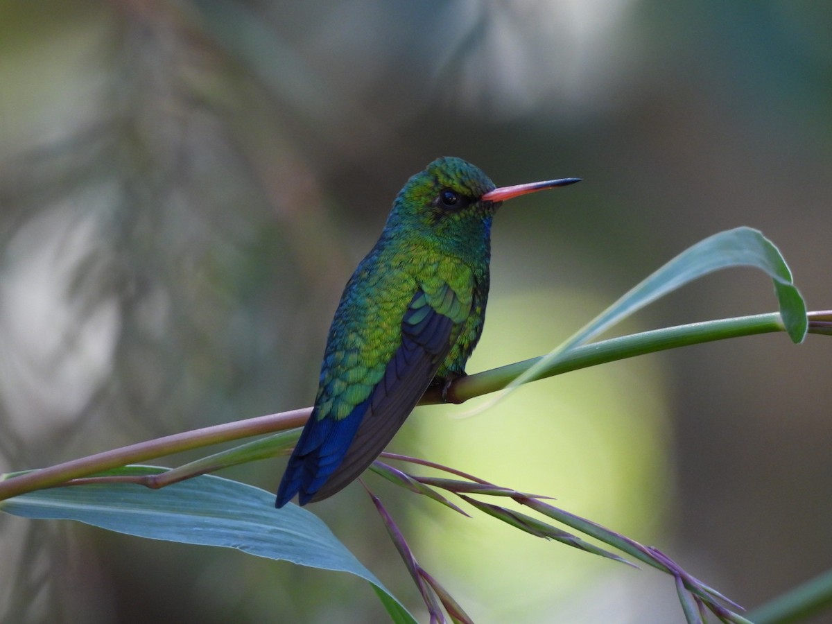 Glittering-bellied Emerald - ML659230752
