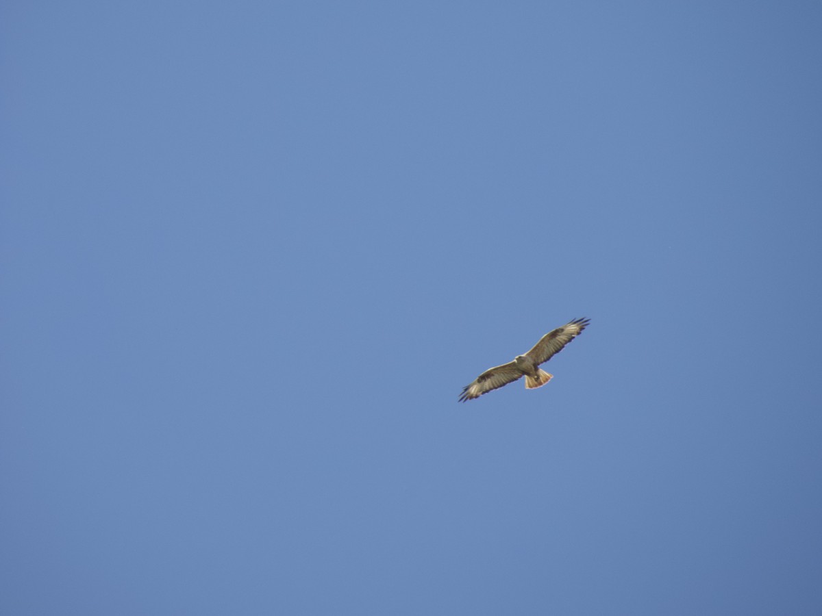 Long-legged Buzzard - ML659230754