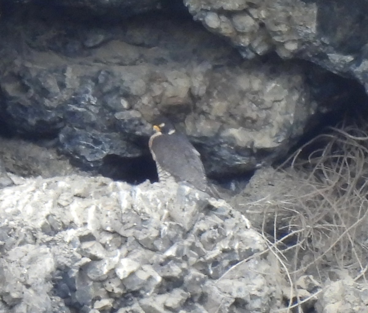 Peregrine Falcon - ML659230755