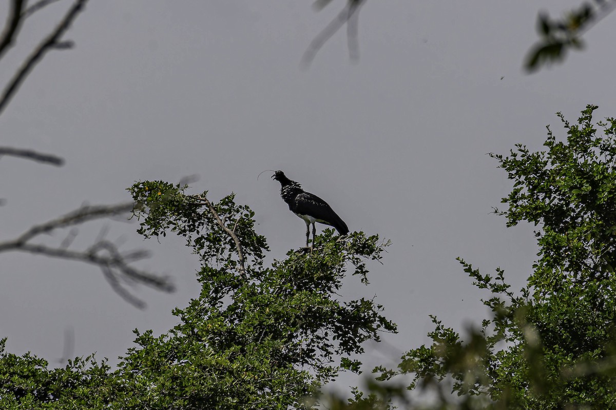 Horned Screamer - ML659230757