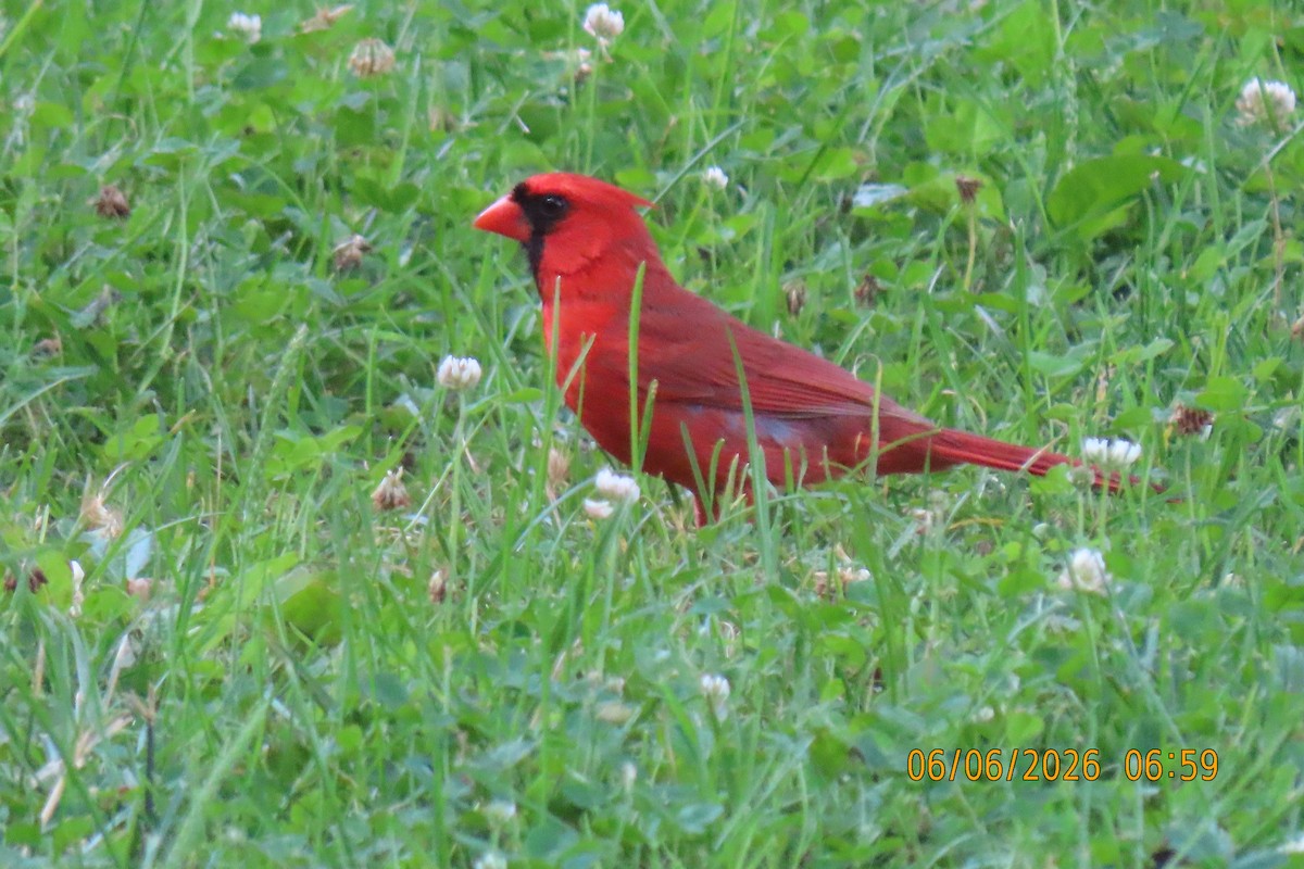 Northern Cardinal - ML659230758