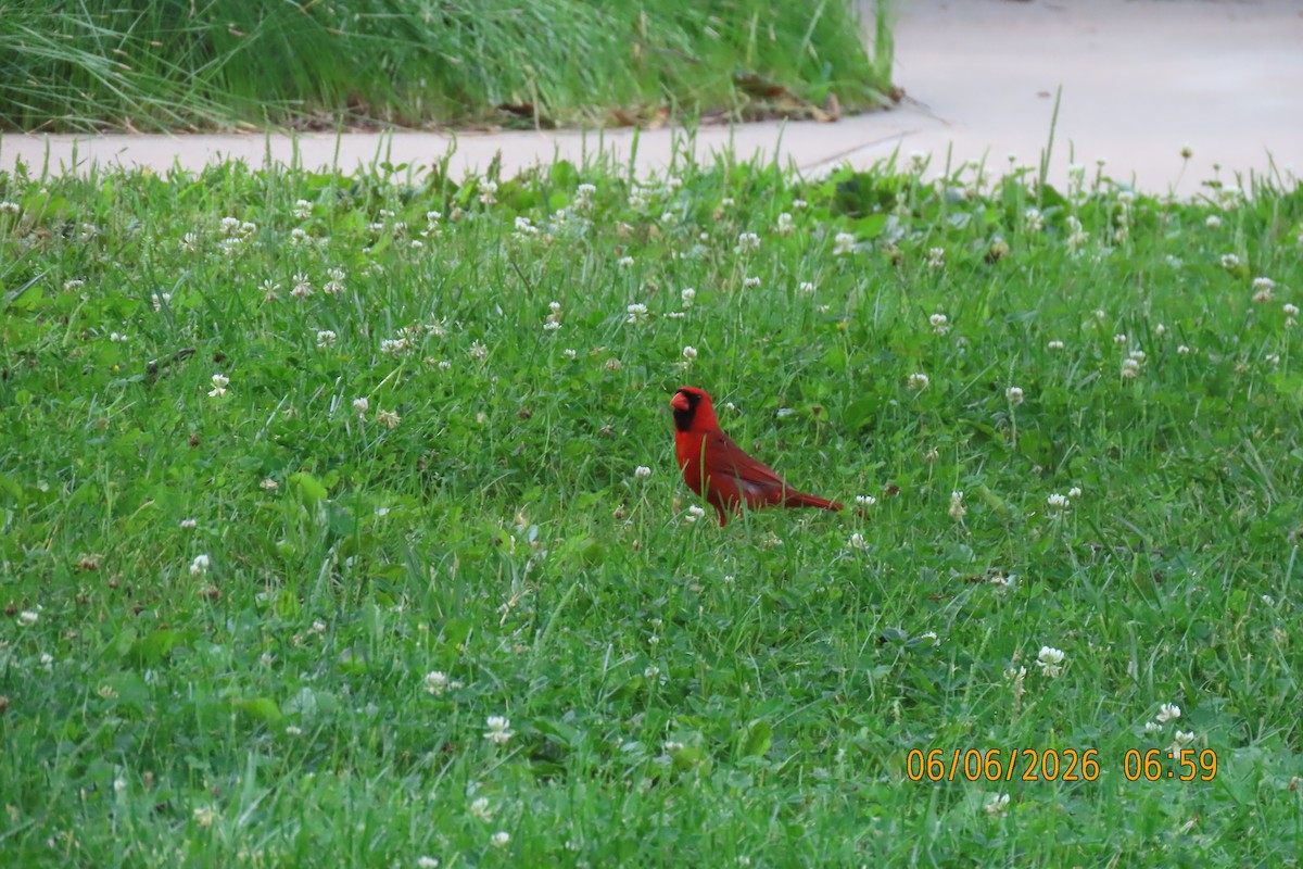 Northern Cardinal - ML659230759