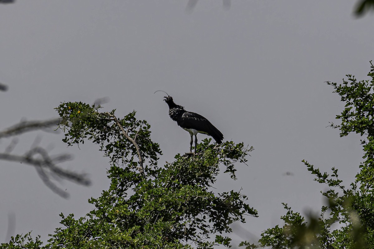 Horned Screamer - ML659230760