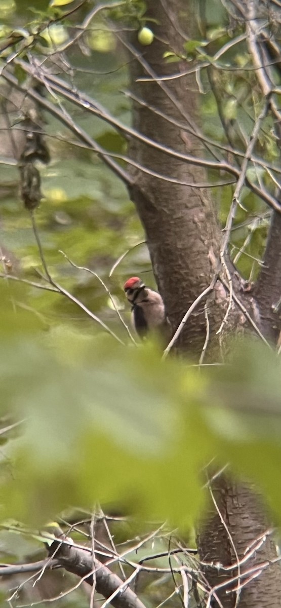 Great Spotted Woodpecker - ML659230762