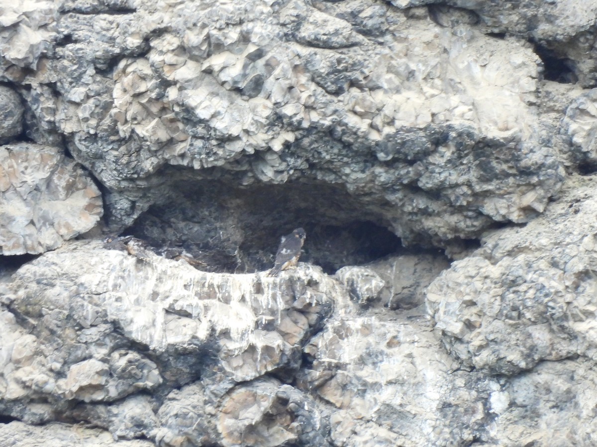 Peregrine Falcon - ML659230766