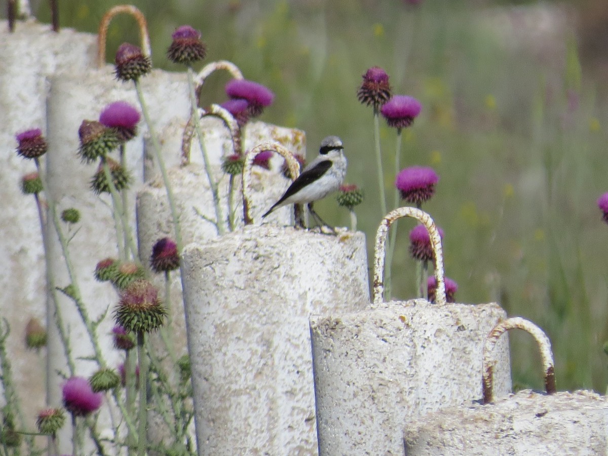 Northern Wheatear - ML659230767