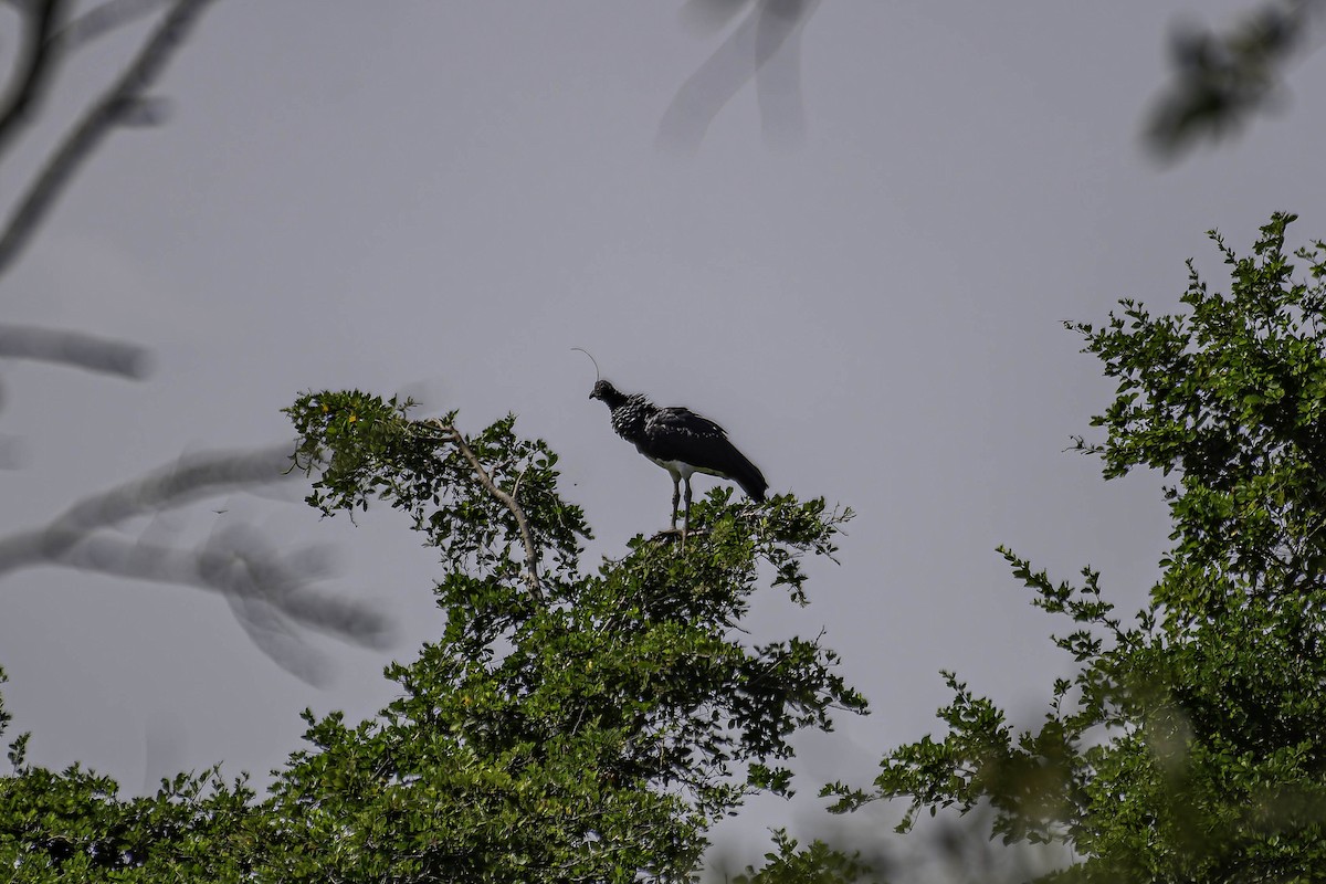 Horned Screamer - ML659230769