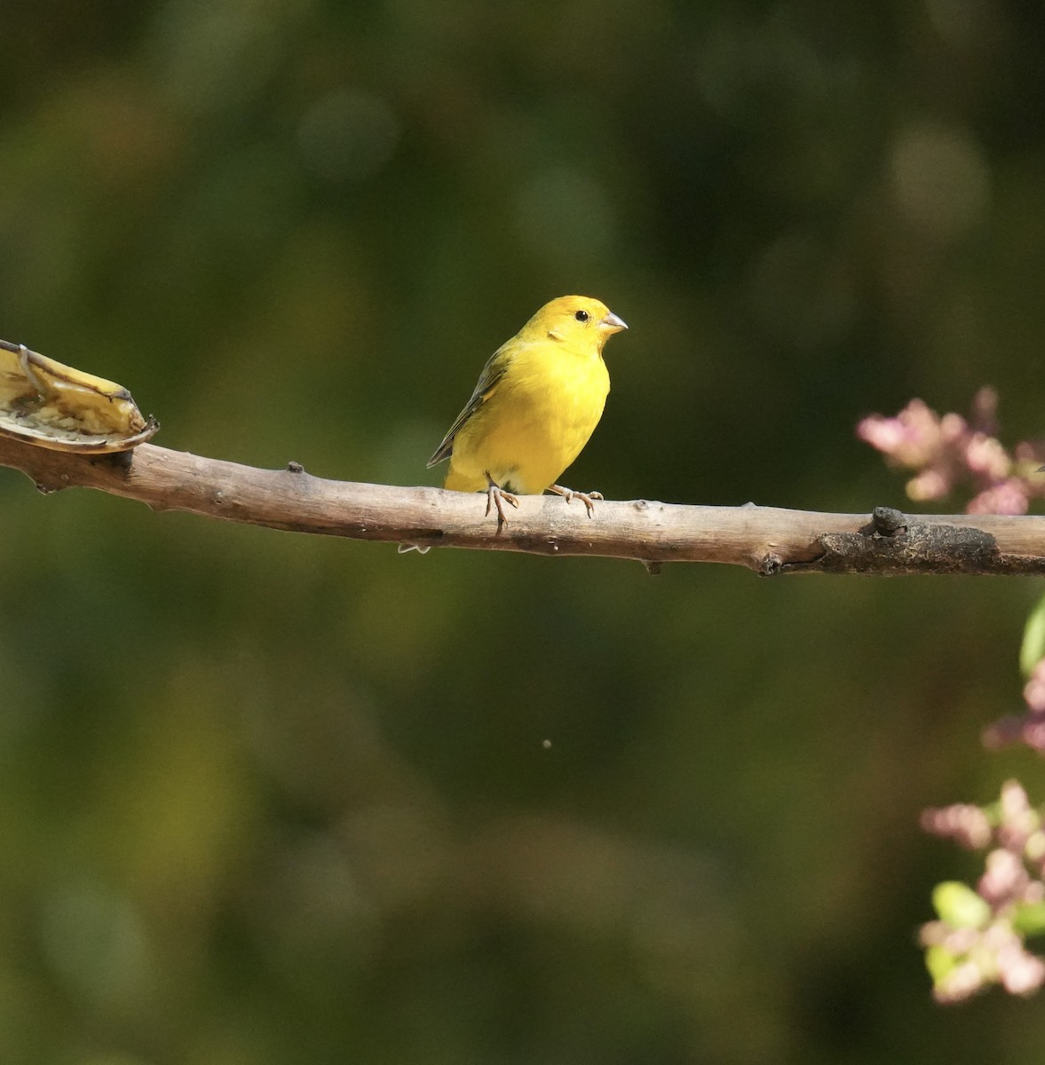 Saffron Finch - ML659230772