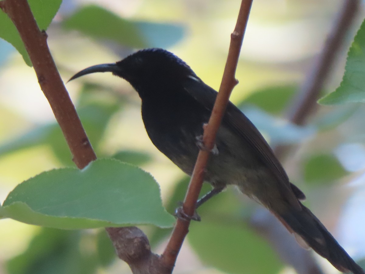 Black-throated Sunbird - ML659230774