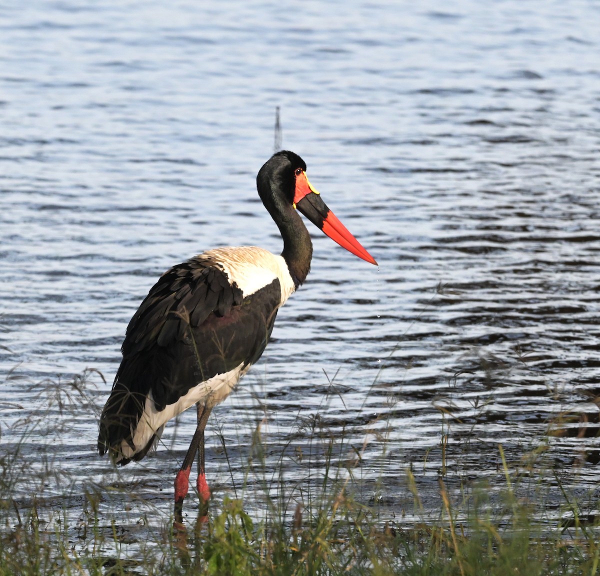 Saddle-billed Stork - ML659230802