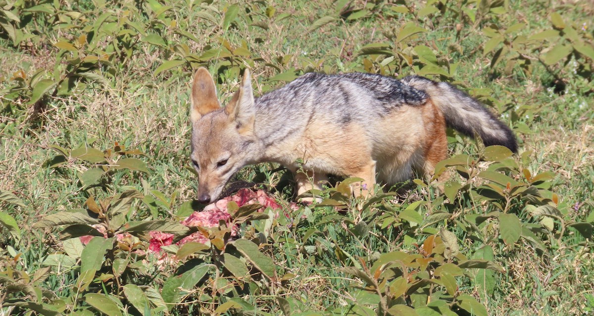 Black-backed Jackal - ML659230850