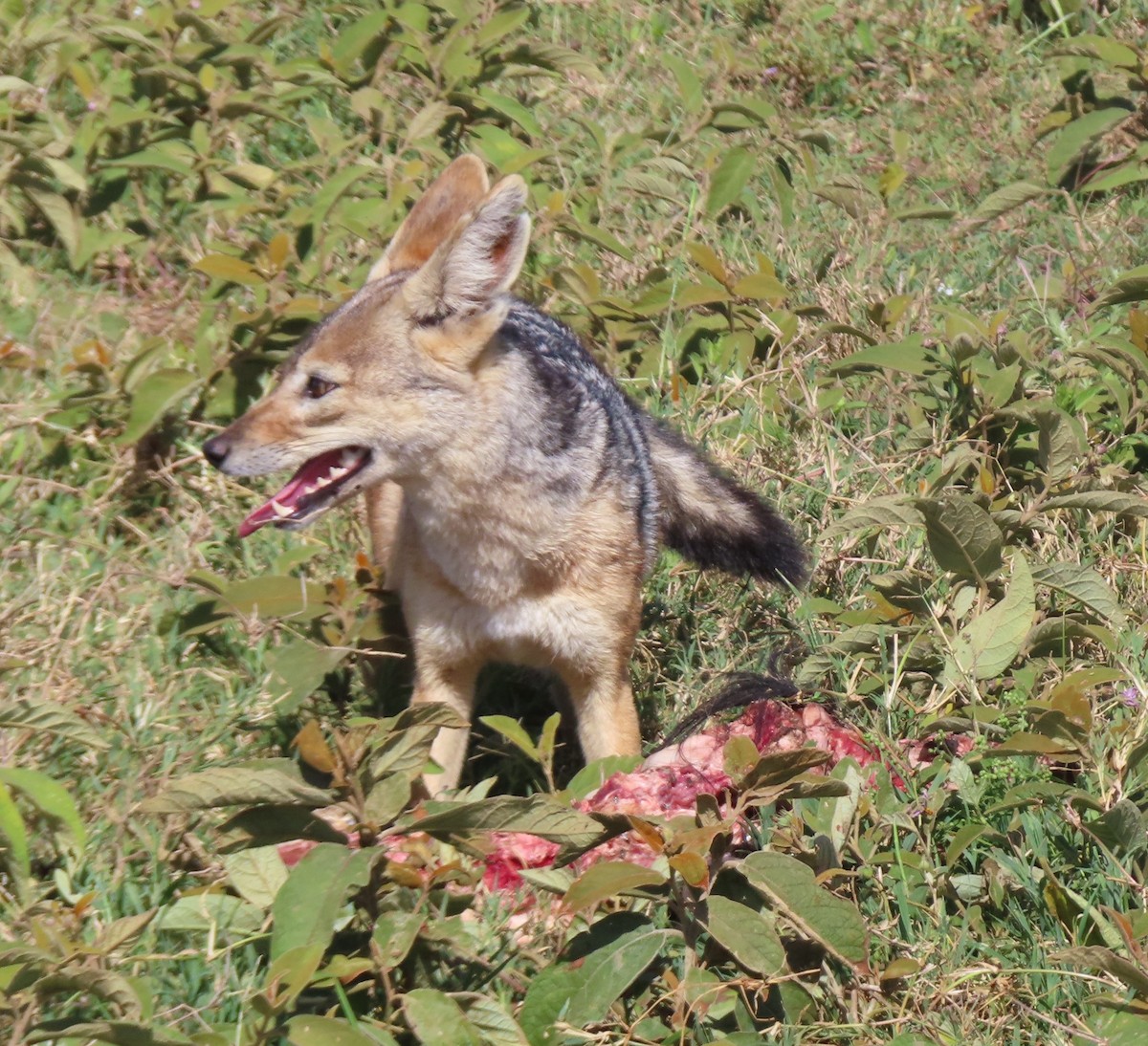 Black-backed Jackal - ML659230857