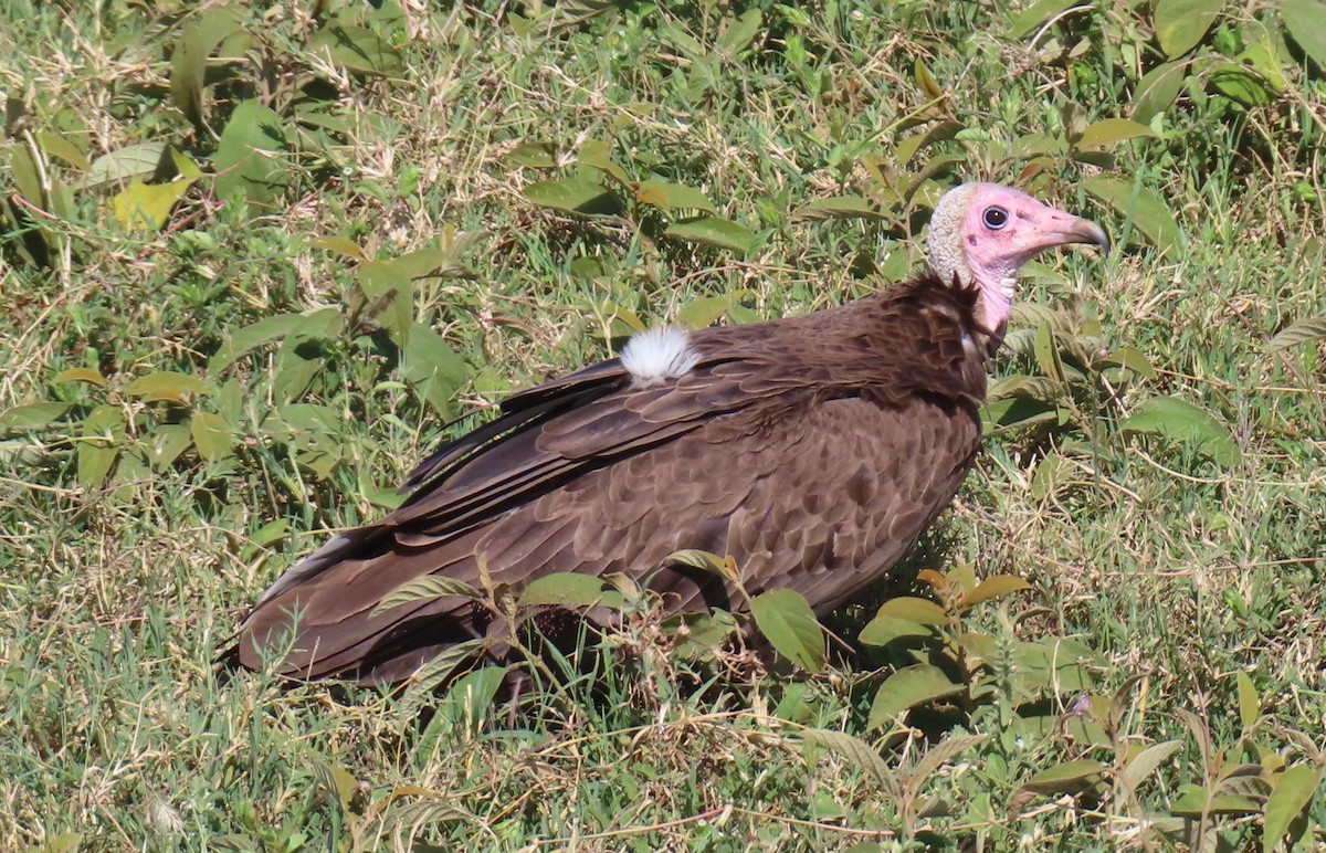 Hooded Vulture - ML659231499