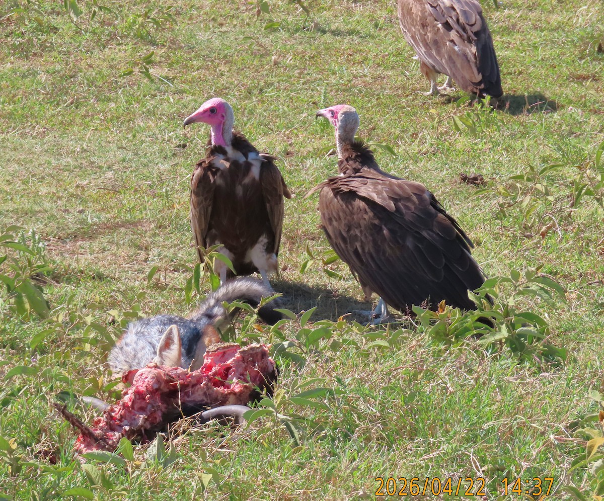 Hooded Vulture - ML659231503