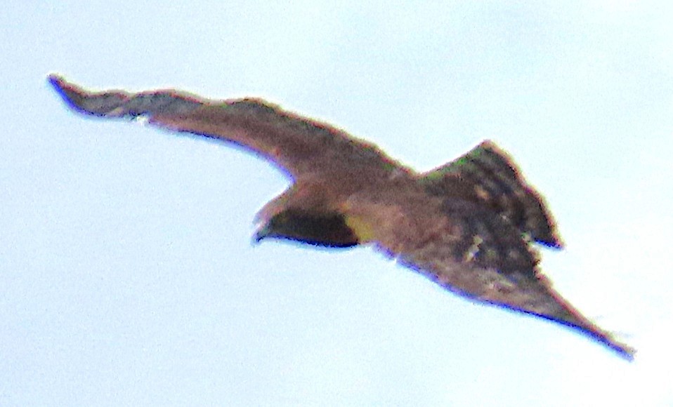 Black-chested Snake-Eagle - ML659231745