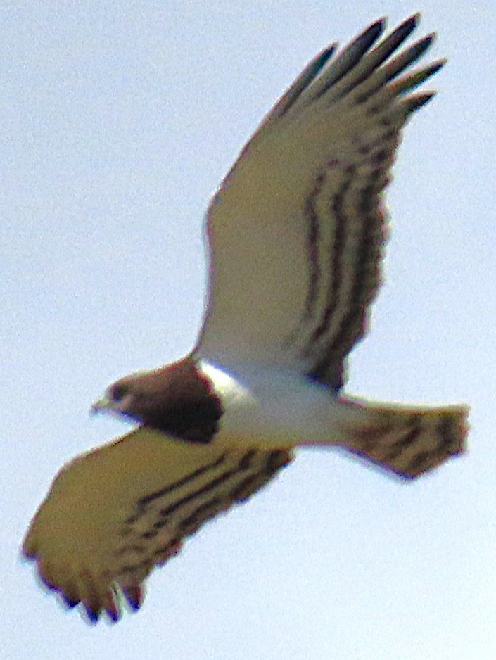 Black-chested Snake-Eagle - ML659231758
