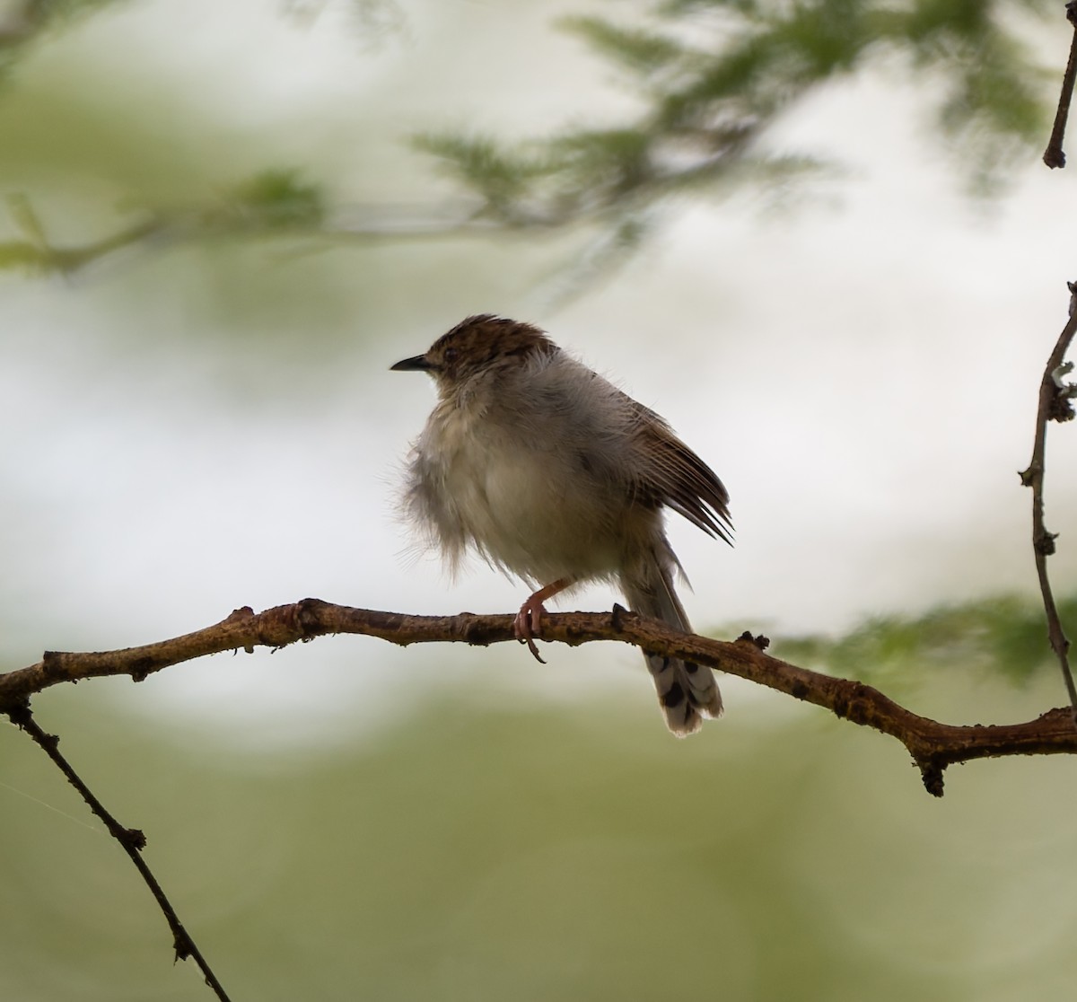 Tawny-flanked Prinia - ML659231830