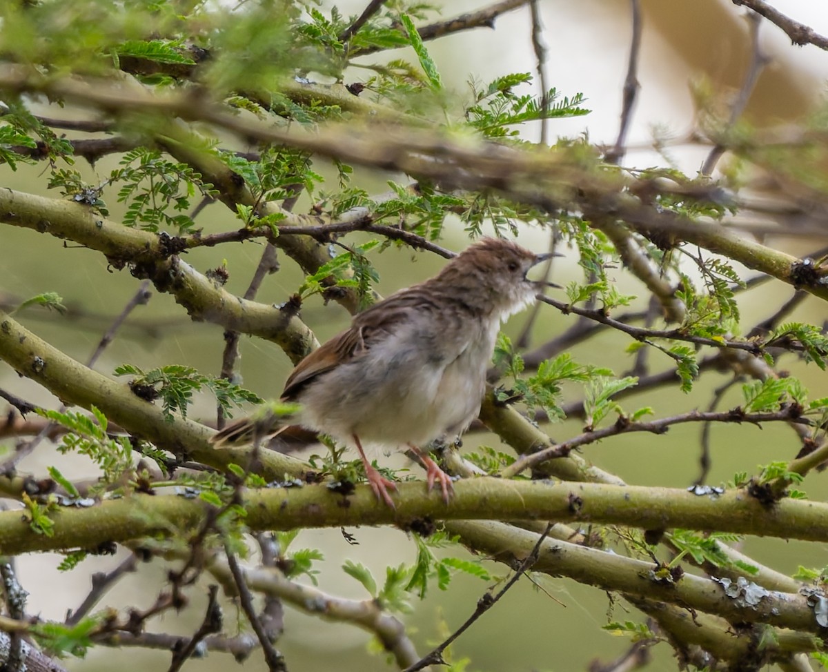 Tawny-flanked Prinia - ML659231837
