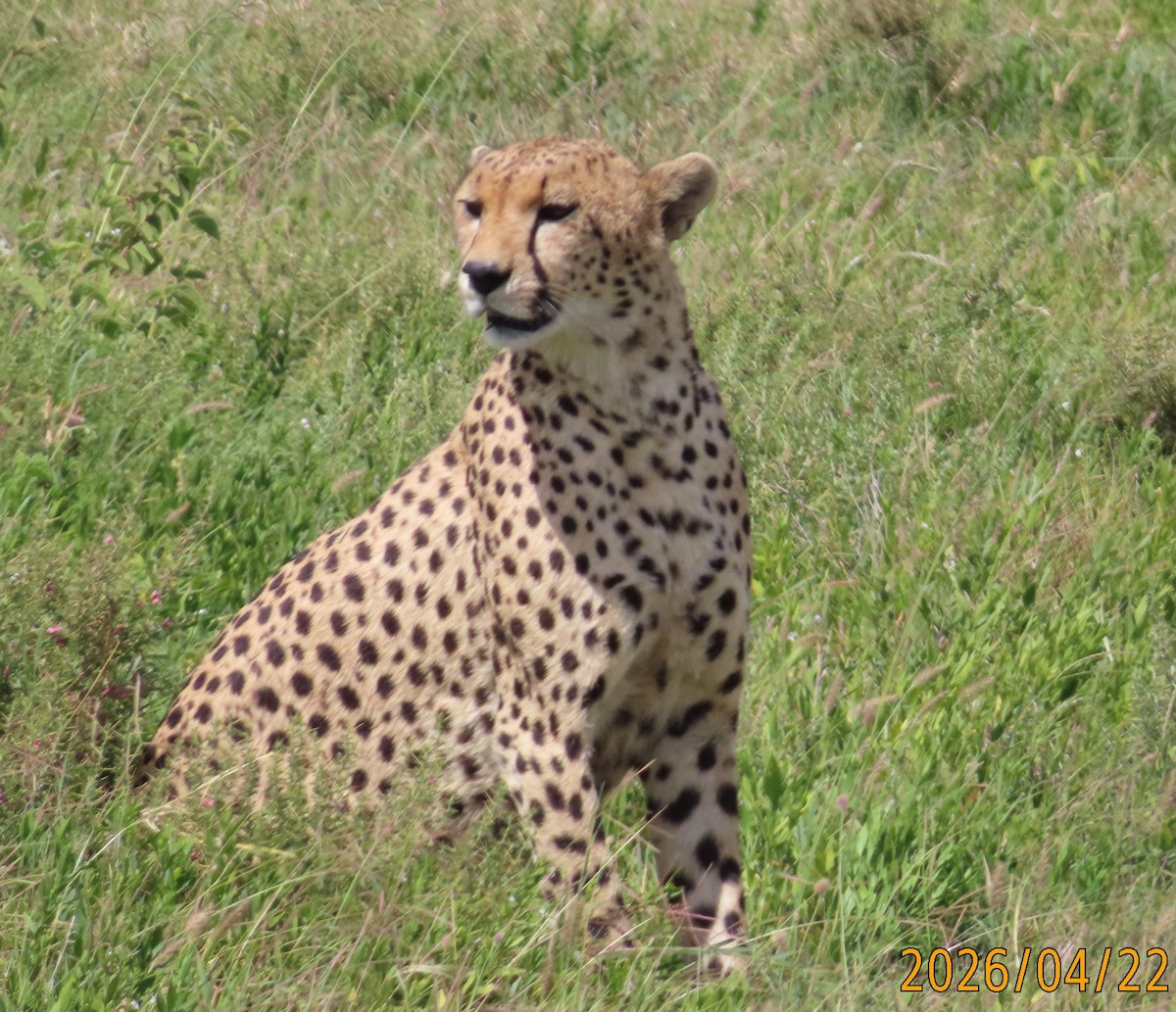Cheetah - ML659231961
