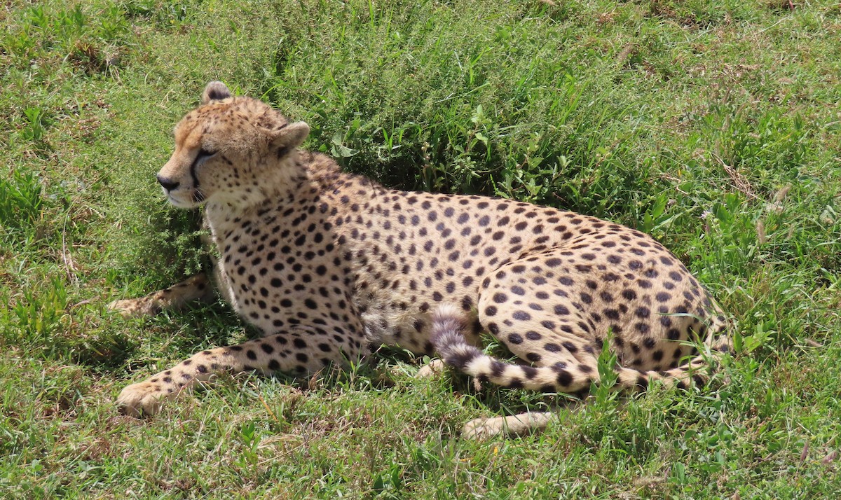 Cheetah - ML659231962