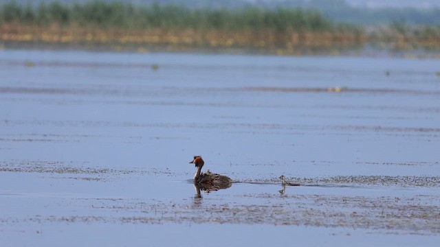Great Crested Grebe - ML659232093
