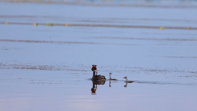 Great Crested Grebe - ML659232131