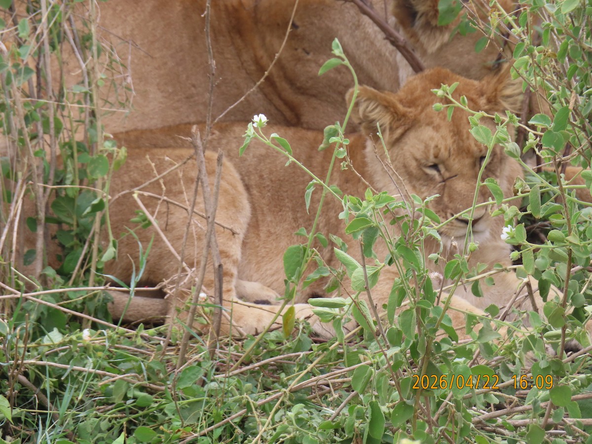 Lion - ML659232251
