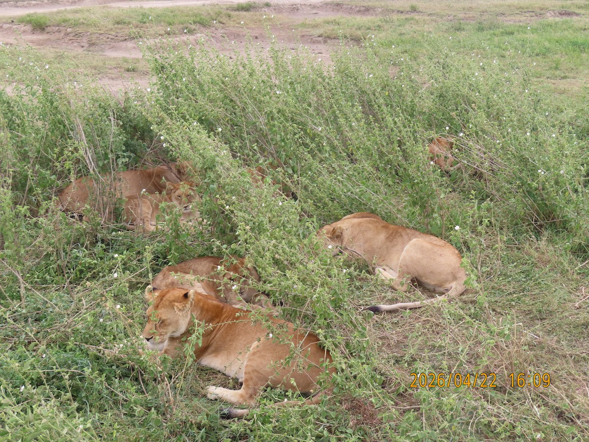 Lion - ML659232252