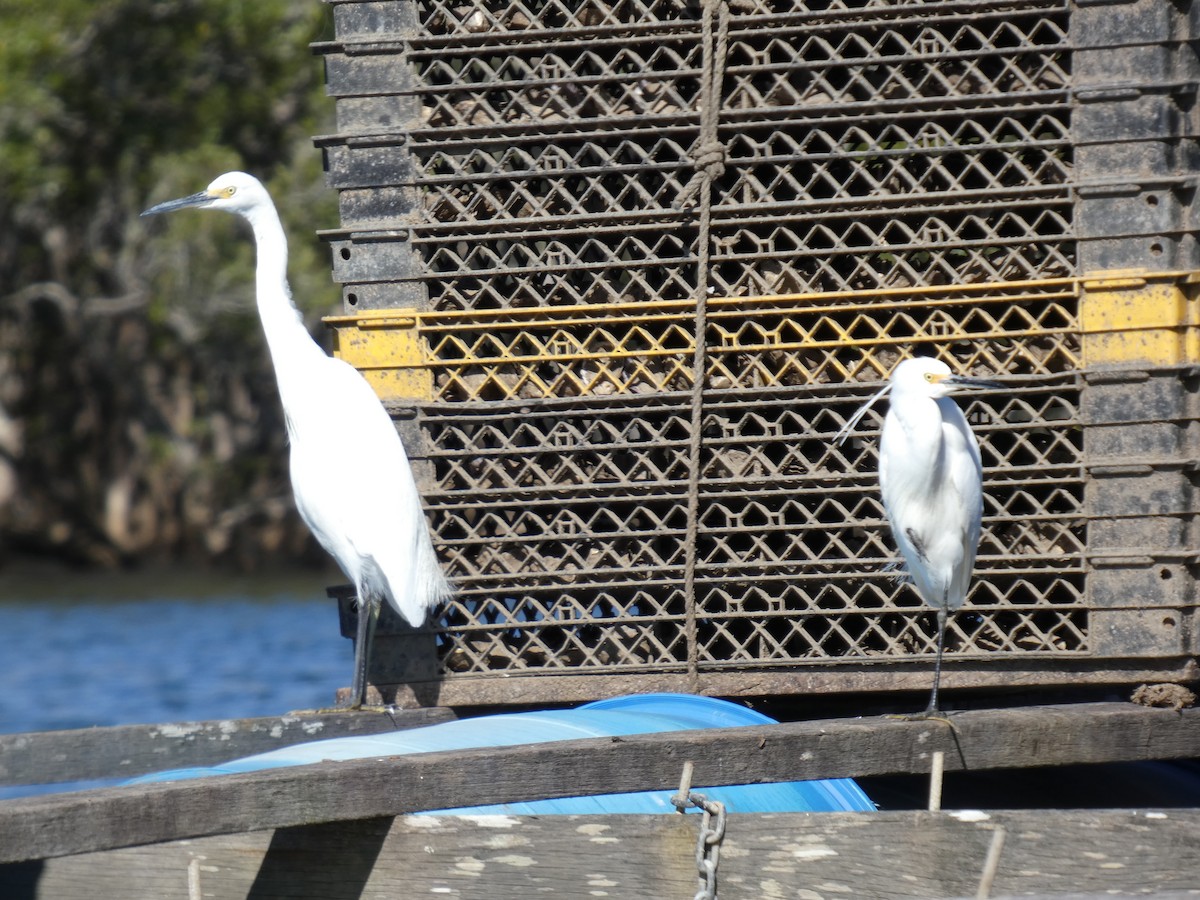 Great Egret - ML659232322