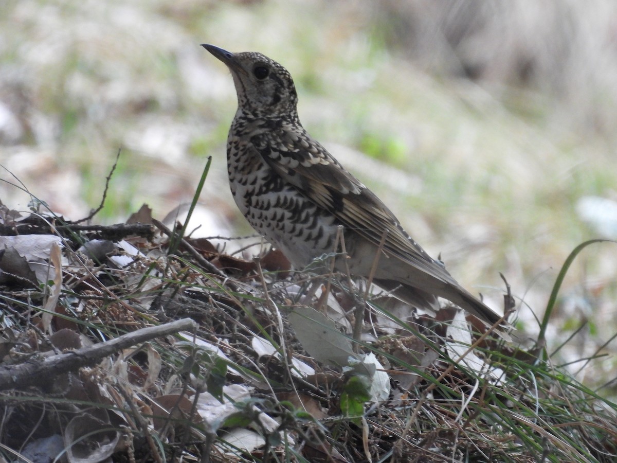 Scaly Thrush - ML659232324