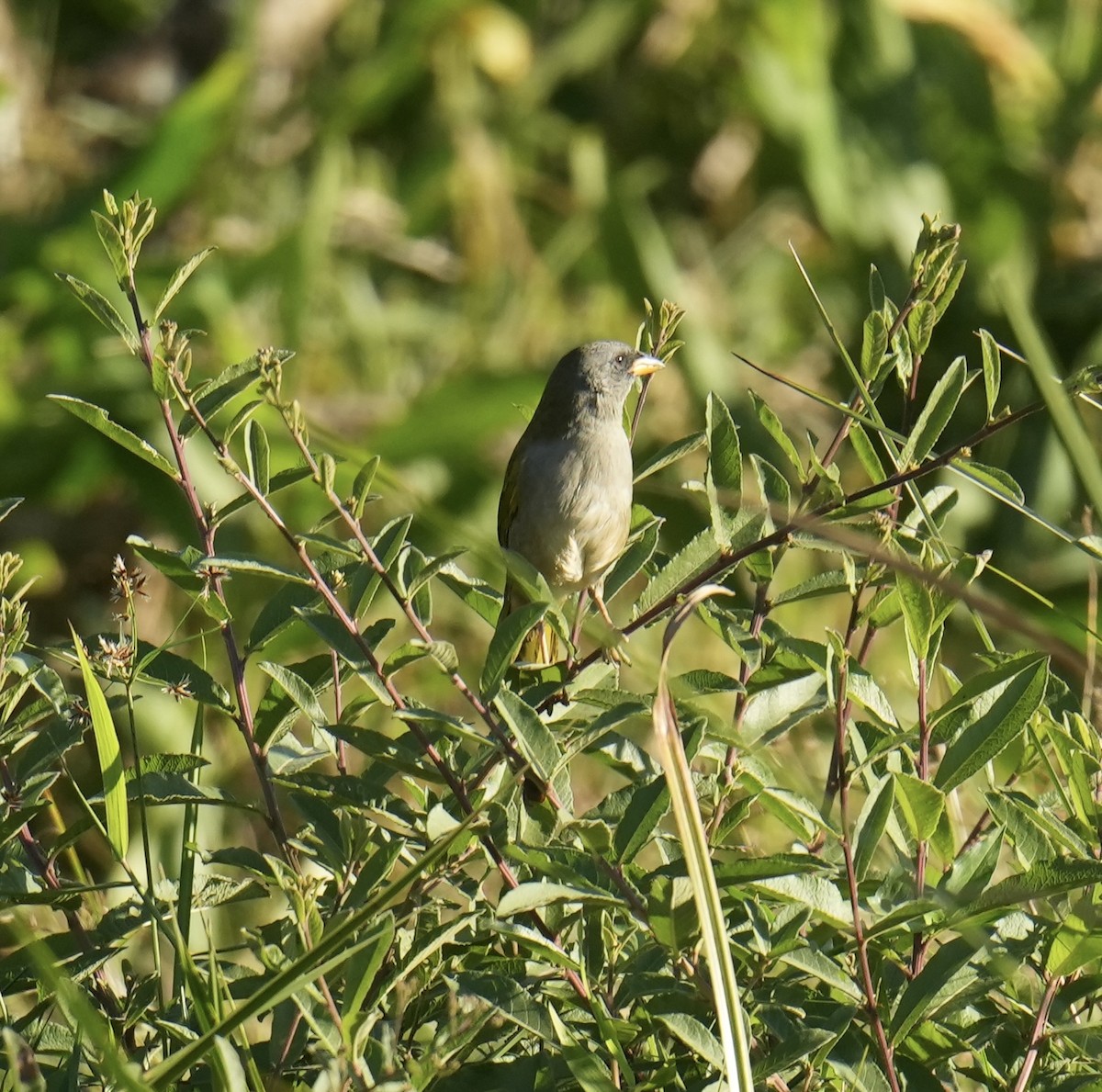 Great Pampa-Finch - ML659232327