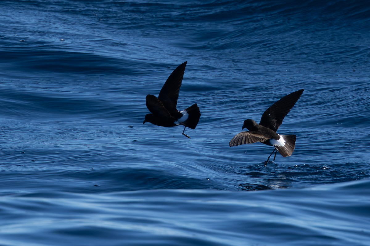 Wilson's Storm-Petrel - ML659232328