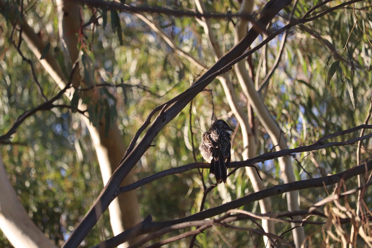 Red Wattlebird - ML659232329