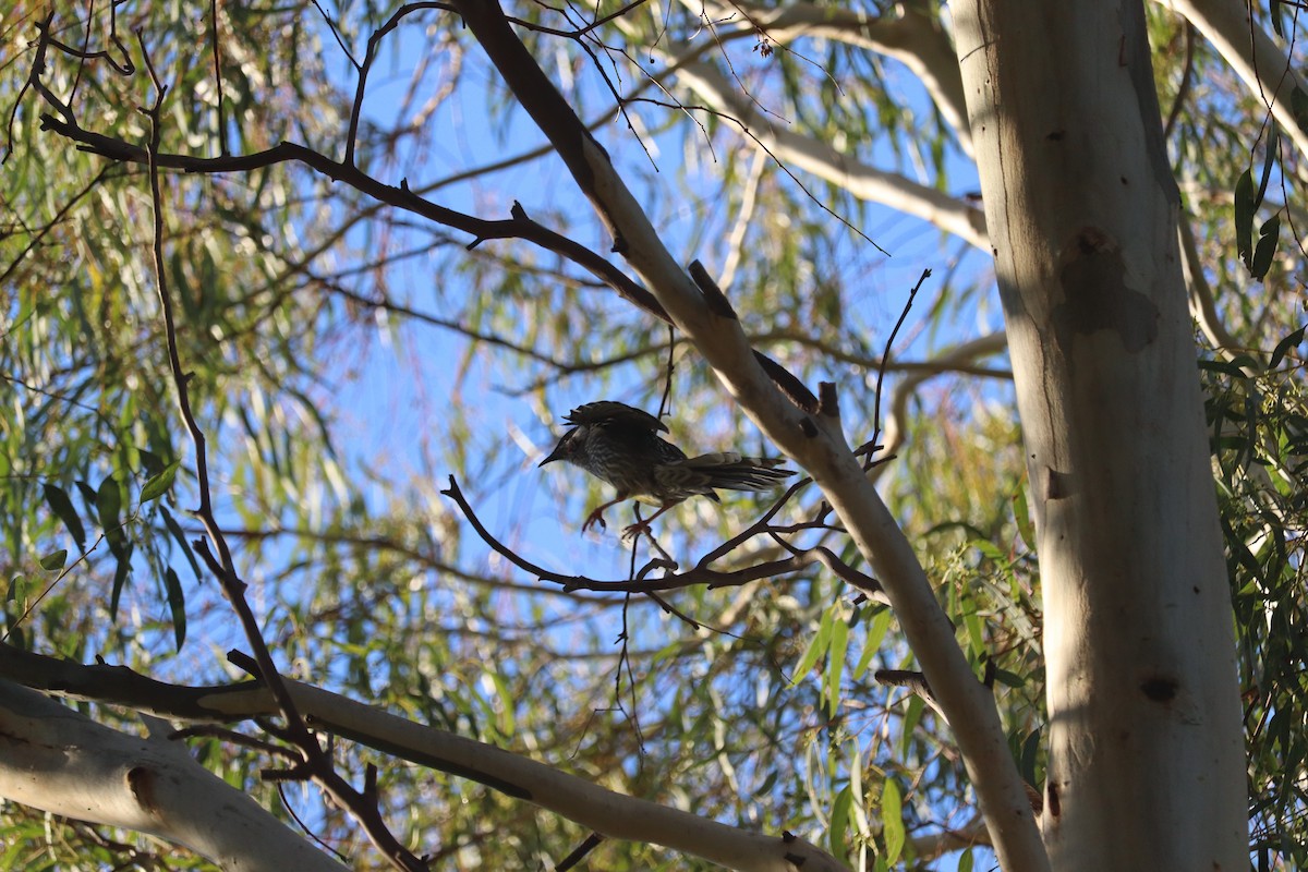 Red Wattlebird - ML659232330
