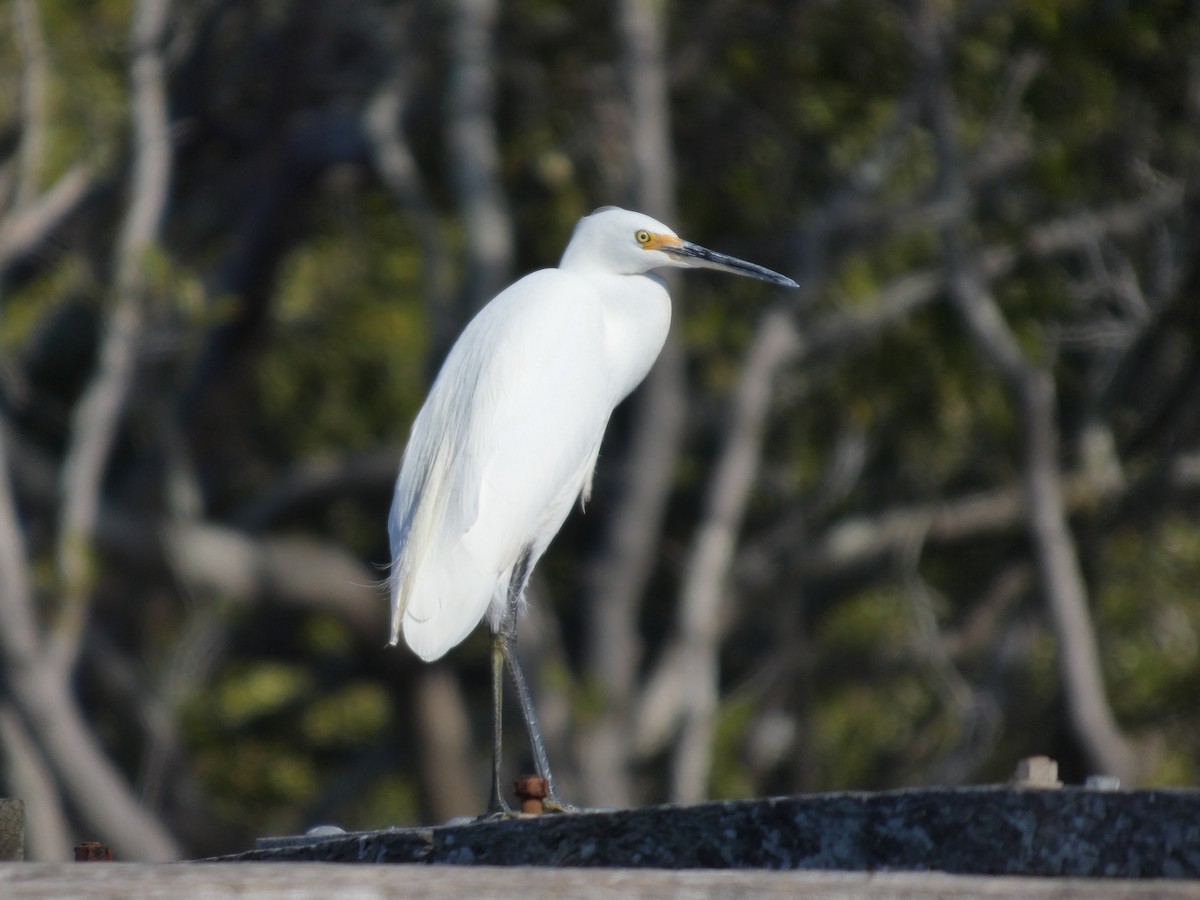 Little Egret - ML659232331