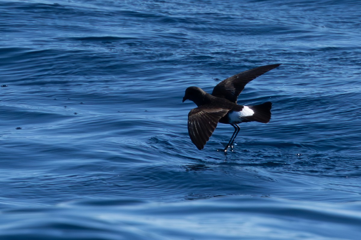 Wilson's Storm-Petrel - ML659232334
