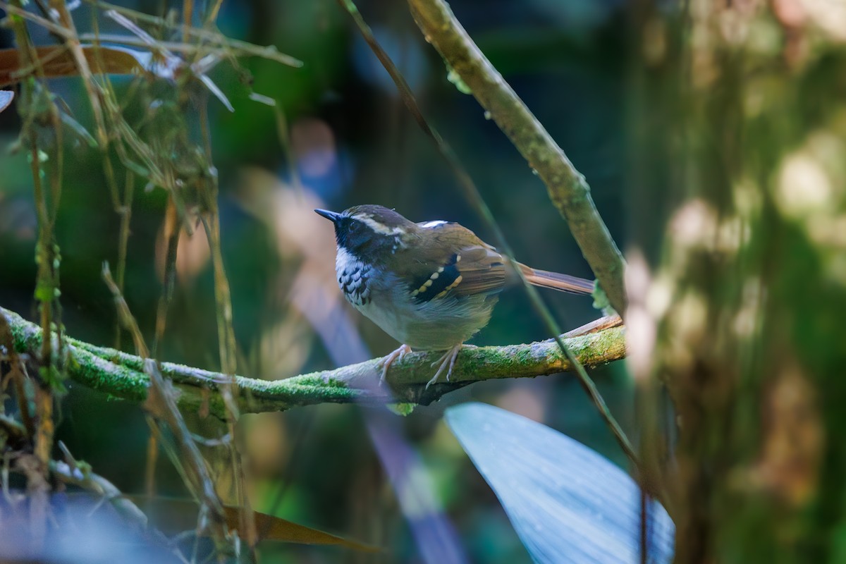White-bibbed Antbird - ML659232335