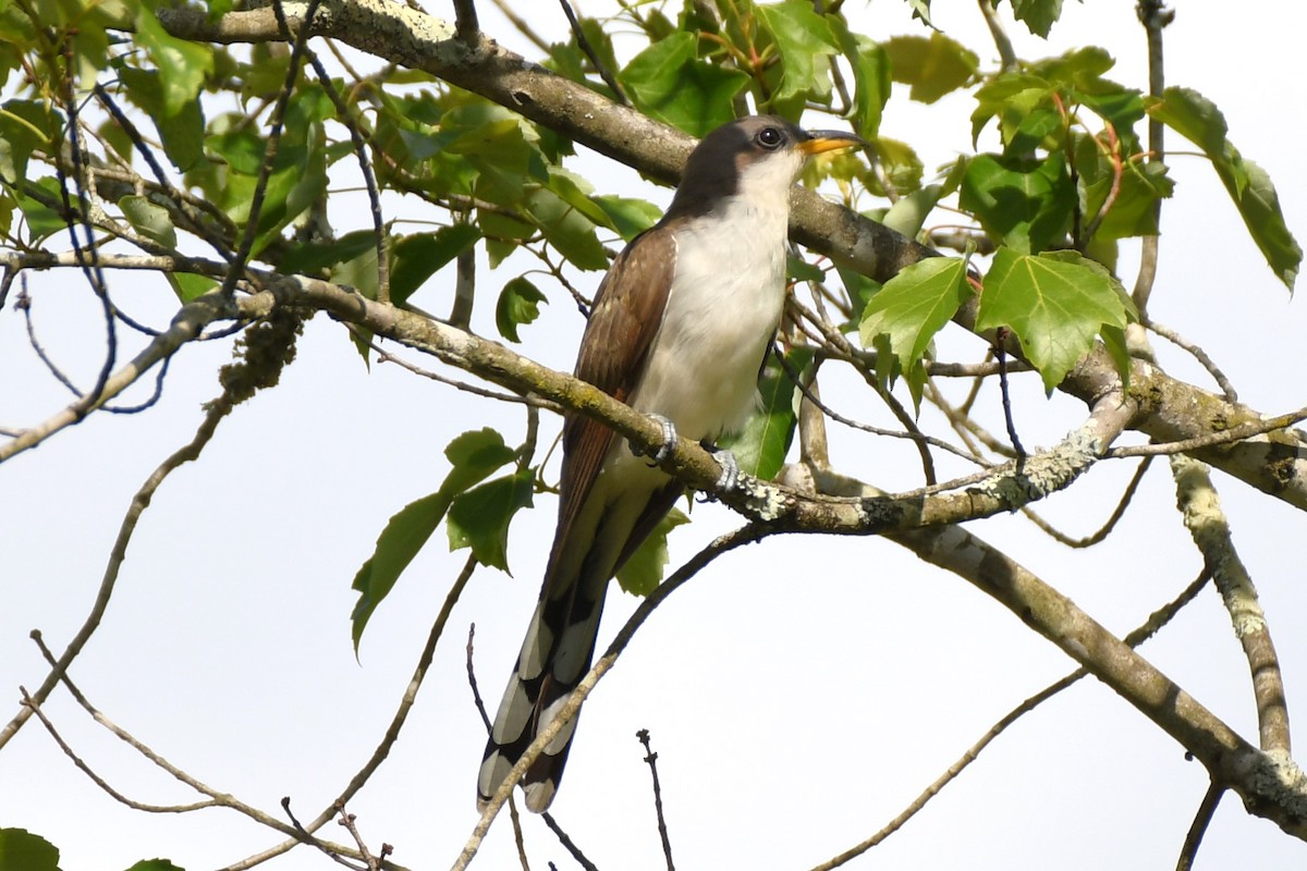 Yellow-billed Cuckoo - ML659232336