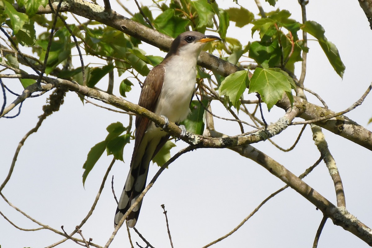 Yellow-billed Cuckoo - ML659232337