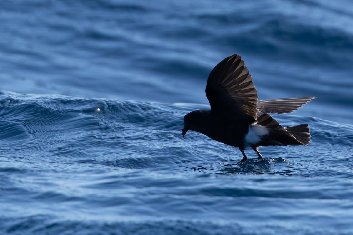 Wilson's Storm-Petrel - ML659232338
