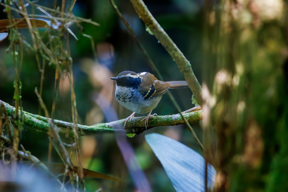 White-bibbed Antbird - ML659232340